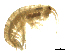  ( - SPCNAS-GTI 0176)  @11 [ ] CreativeCommons - Attribution Non-Commercial (2015) Scientific and Practical Center for Bioresources Scientific and Practical Center for Bioresources
