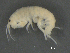  ( - BIOUG07994-A04)  @13 [ ] CreativeCommons - Attribution (2015) Tzitziki Loeza-Quintana Centre for Biodiversity Genomics
