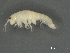  ( - BIOUG07994-A05)  @13 [ ] CreativeCommons - Attribution (2015) Tzitziki Loeza-Quintana Centre for Biodiversity Genomics