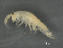  ( - BIOUG07994-A12)  @11 [ ] CreativeCommons - Attribution (2015) Tzitziki Loeza-Quintana Centre for Biodiversity Genomics