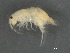  ( - BIOUG07994-B01)  @11 [ ] CreativeCommons - Attribution (2015) Tzitziki Loeza-Quintana Centre for Biodiversity Genomics