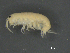  ( - BIOUG07994-B04)  @11 [ ] CreativeCommons - Attribution (2015) Tzitziki Loeza-Quintana Centre for Biodiversity Genomics