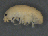  ( - BIOUG07994-B09)  @11 [ ] CreativeCommons - Attribution (2015) Tzitziki Loeza-Quintana Centre for Biodiversity Genomics