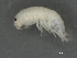  ( - BIOUG07994-C06)  @13 [ ] CreativeCommons - Attribution (2015) Tzitziki Loeza-Quintana Centre for Biodiversity Genomics