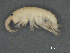 ( - BIOUG07994-C07)  @11 [ ] CreativeCommons - Attribution (2015) Tzitziki Loeza-Quintana Centre for Biodiversity Genomics