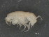  ( - BIOUG07994-D05)  @13 [ ] CreativeCommons - Attribution (2015) Tzitziki Loeza-Quintana Centre for Biodiversity Genomics