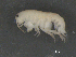  ( - BIOUG07994-D06)  @13 [ ] CreativeCommons - Attribution (2015) Tzitziki Loeza-Quintana Centre for Biodiversity Genomics