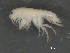  ( - BIOUG07994-D07)  @12 [ ] CreativeCommons - Attribution (2015) Tzitziki Loeza-Quintana Centre for Biodiversity Genomics