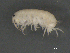  ( - BIOUG07994-E09)  @11 [ ] CreativeCommons - Attribution (2015) Tzitziki Loeza-Quintana Centre for Biodiversity Genomics