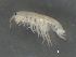  ( - BIOUG07994-F02)  @13 [ ] CreativeCommons - Attribution (2015) Tzitziki Loeza-Quintana Centre for Biodiversity Genomics