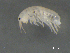  ( - BIOUG07994-F03)  @13 [ ] CreativeCommons - Attribution (2015) Tzitziki Loeza-Quintana Centre for Biodiversity Genomics