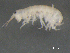  ( - BIOUG07994-F06)  @13 [ ] CreativeCommons - Attribution (2015) Tzitziki Loeza-Quintana Centre for Biodiversity Genomics