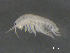  ( - BIOUG07994-F07)  @13 [ ] CreativeCommons - Attribution (2015) Tzitziki Loeza-Quintana Centre for Biodiversity Genomics