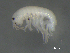  (Talitroides alluaudi - BIOUG07994-F09)  @13 [ ] CreativeCommons - Attribution (2015) Tzitziki Loeza-Quintana Centre for Biodiversity Genomics