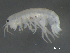  ( - BIOUG07994-F11)  @13 [ ] CreativeCommons - Attribution (2015) Tzitziki Loeza-Quintana Centre for Biodiversity Genomics