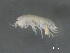  ( - BIOUG07994-G01)  @13 [ ] CreativeCommons - Attribution (2015) Tzitziki Loeza-Quintana Centre for Biodiversity Genomics