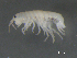  ( - BIOUG07994-G02)  @13 [ ] CreativeCommons - Attribution (2015) Tzitziki Loeza-Quintana Centre for Biodiversity Genomics