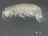  ( - BIOUG07994-G03)  @13 [ ] CreativeCommons - Attribution (2015) Tzitziki Loeza-Quintana Centre for Biodiversity Genomics