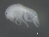  ( - BIOUG07994-H07)  @11 [ ] CreativeCommons - Attribution (2015) Tzitziki Loeza-Quintana Centre for Biodiversity Genomics