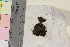  ( - TROM_B_1300111)  @11 [ ] CreativeCommons - Attribution Non-Commercial Share-Alike (2017) Unspecified Tromsø University Museum