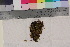  (Campylium polygamum - TROM_B_190372)  @11 [ ] CreativeCommons - Attribution Non-Commercial Share-Alike (2017) Unspecified Tromsø University Museum