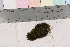  ( - TROM_B_210604)  @11 [ ] CreativeCommons - Attribution Non-Commercial Share-Alike (2017) Unspecified Tromsø University Museum