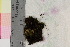  ( - TROM_B_210620)  @11 [ ] CreativeCommons - Attribution Non-Commercial Share-Alike (2017) Unspecified Tromsø University Museum