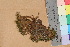  (Tortula filaris - TROM_B_271272)  @11 [ ] CreativeCommons - Attribution Non-Commercial Share-Alike (2017) Unspecified Tromsø University Museum