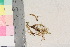  ( - TROM_B_730436)  @11 [ ] CreativeCommons - Attribution Non-Commercial Share-Alike (2017) Unspecified Tromsø University Museum