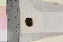  (Lewinskya rupestris - TROM_B_730481)  @11 [ ] CreativeCommons - Attribution Non-Commercial Share-Alike (2017) Unspecified Tromsø University Museum