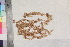  ( - TROM_B_730598)  @11 [ ] CreativeCommons - Attribution Non-Commercial Share-Alike (2017) Unspecified Tromsø University Museum