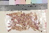  (Sphagnum nemoreum - TROM_B_930046)  @11 [ ] CreativeCommons - Attribution Non-Commercial Share-Alike (2017) Unspecified Tromsø University Museum