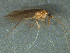  ( - MDFRC_TR0065)  @13 [ ] CreativeCommons - Attribution (2014) Murray-Darling Freshwater Research Centre Murray-Darling Freshwater Research Centre