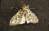  ( - PANT1.00)  @13 [ ] CreativeCommons - Attribution (2010) Unspecified Centre for Biodiversity Genomics