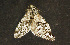  ( - moth1041.01)  @13 [ ] CreativeCommons - Attribution (2010) Unspecified Centre for Biodiversity Genomics