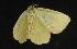  ( - moth1137.01)  @13 [ ] CreativeCommons - Attribution (2010) Unspecified Centre for Biodiversity Genomics