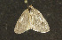  ( - moth1152.01)  @12 [ ] CreativeCommons - Attribution (2010) Unspecified Centre for Biodiversity Genomics