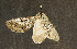  ( - moth1157.01)  @12 [ ] CreativeCommons - Attribution (2010) Unspecified Centre for Biodiversity Genomics