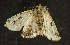  ( - moth150.01)  @12 [ ] CreativeCommons - Attribution (2010) Unspecified Centre for Biodiversity Genomics