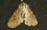  ( - moth169.01)  @13 [ ] CreativeCommons - Attribution (2010) Unspecified Centre for Biodiversity Genomics