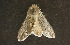  ( - moth213.01)  @12 [ ] CreativeCommons - Attribution (2010) Unspecified Centre for Biodiversity Genomics