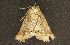  ( - moth301.01)  @13 [ ] CreativeCommons - Attribution (2010) Unspecified Centre for Biodiversity Genomics