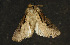  ( - moth388.01)  @13 [ ] CreativeCommons - Attribution (2010) Unspecified Centre for Biodiversity Genomics