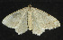  ( - moth500.01)  @13 [ ] CreativeCommons - Attribution (2010) Unspecified Centre for Biodiversity Genomics