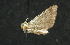  ( - moth538.01)  @13 [ ] CreativeCommons - Attribution (2010) Unspecified Centre for Biodiversity Genomics