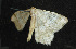  ( - moth567.01)  @13 [ ] CreativeCommons - Attribution (2010) Unspecified Centre for Biodiversity Genomics