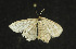  ( - moth601.01)  @13 [ ] CreativeCommons - Attribution (2010) Unspecified Centre for Biodiversity Genomics