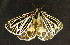 ( - moth632.01)  @13 [ ] CreativeCommons - Attribution (2010) Unspecified Centre for Biodiversity Genomics