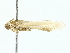  ( - BIOUG85528-A04)  @11 [ ] CreativeCommons - Attribution (2022) CBG Photography Group Centre for Biodiversity Genomics