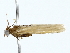  ( - BIOUG85528-D10)  @11 [ ] CreativeCommons - Attribution (2022) CBG Photography Group Centre for Biodiversity Genomics